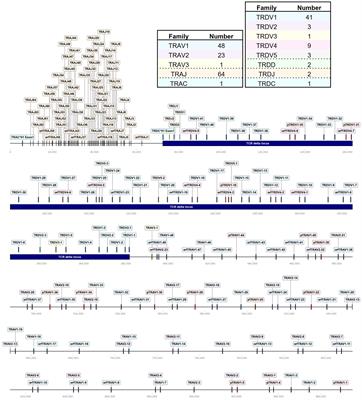 Unraveling the chicken T cell repertoire with enhanced genome annotation